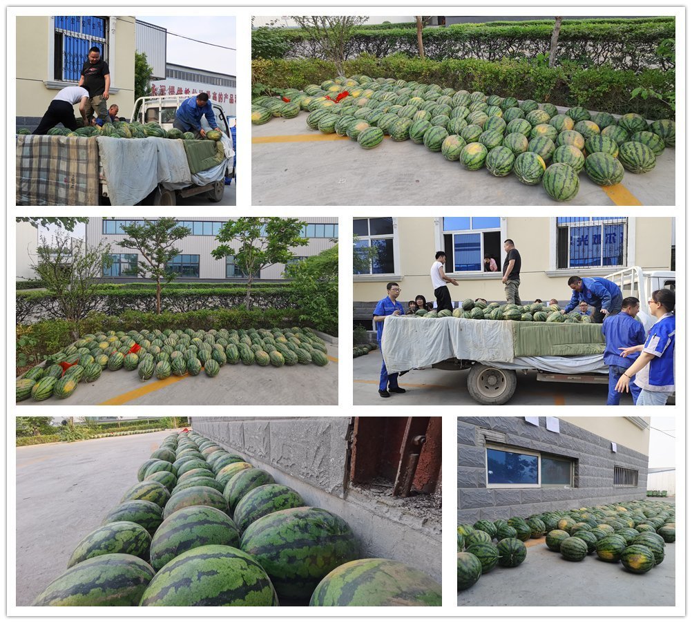 萬斤西瓜齊登場，清涼一夏真是爽！——章丘豐源機(jī)械為員工送清涼啦！